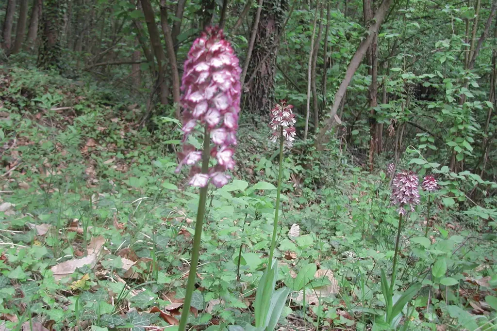 Foto sentiero Bruno Arione